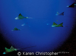 Eagle Rays in Cozumel, Mexico. Shot in ambient light with... by Karen Christopher 
